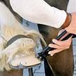 KNIPEX KNIPEX 55 00 300 SB Farriers